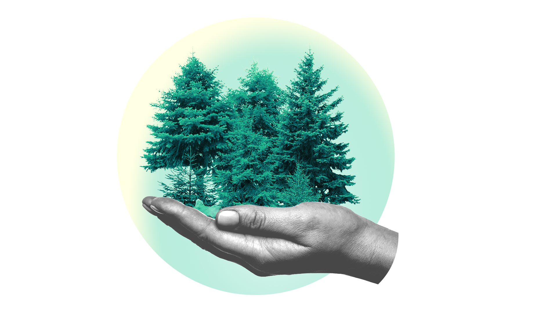 A human hand holds a small dense forest of evergreen trees, symbolising caring for and protecting forests.