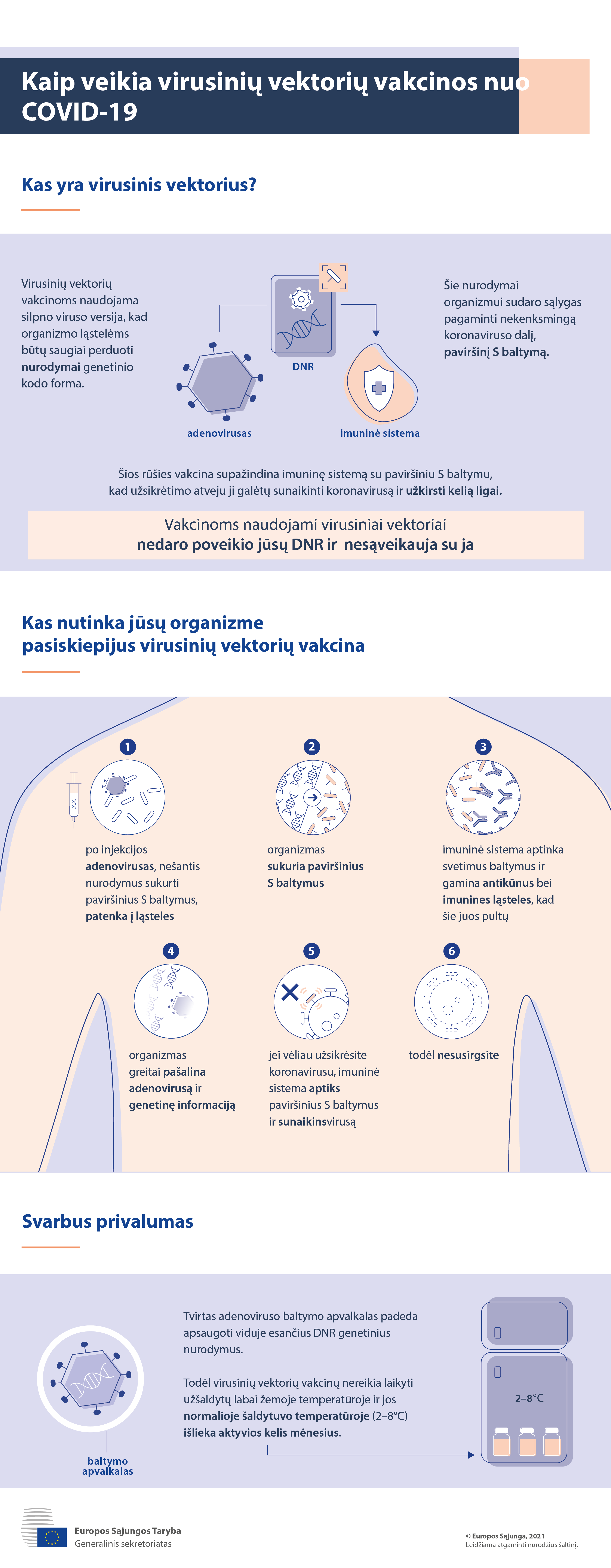 Infografikas: kas yra virusinio vektoriaus vakcina ir kas pasiskiepijus vyksta jūsų organizme.