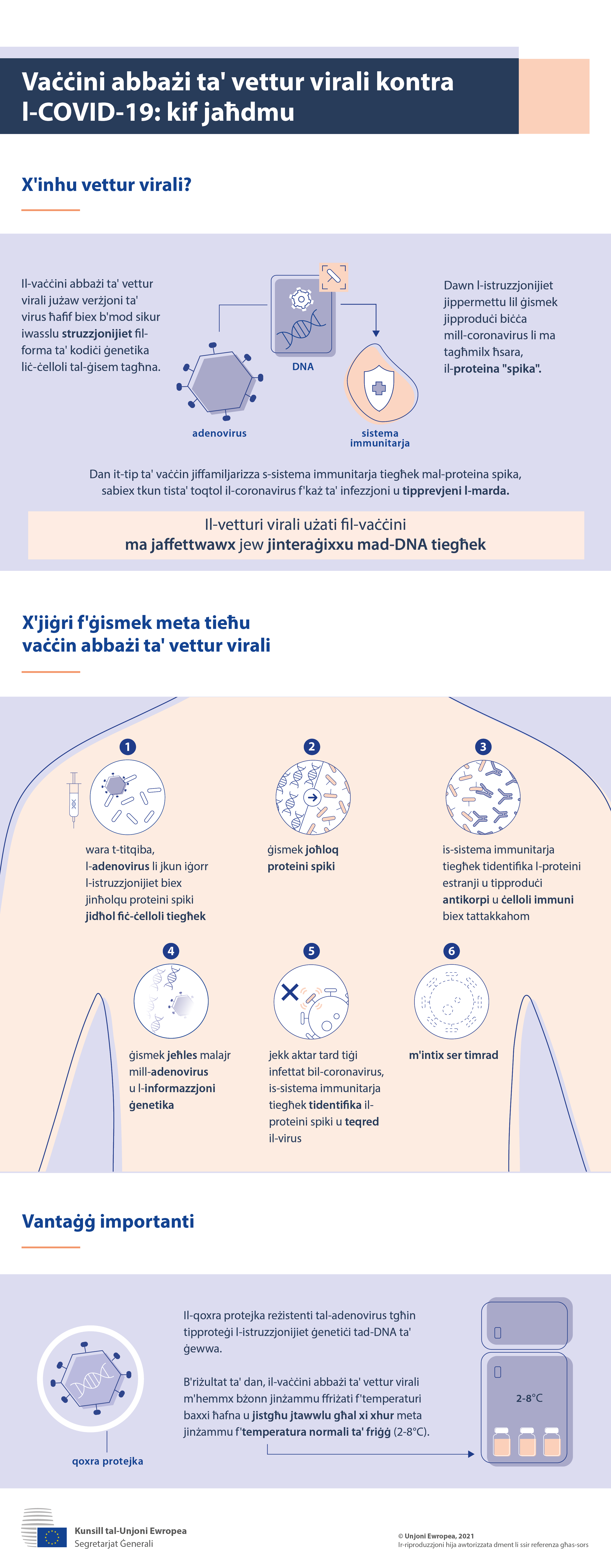 Infografika: x’inhu vaċċin abbażi ta' vettur virali u x’jiġri f’ġismek meta titlaqqam.