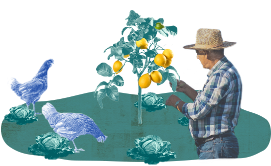 Un agricultor con camisa de cuadros y sombrero de paja inspecciona una planta en un jardín estilizado, con pollos situados cerca de una cesta que contiene tomates y coles.