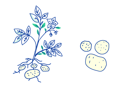 Kartoffelplante