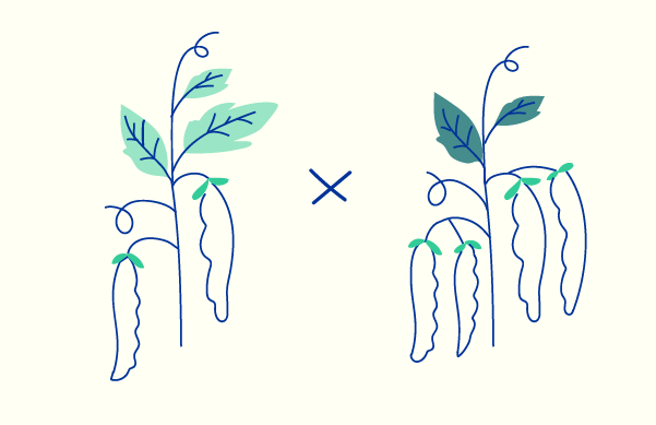 To ærteplanter med et gangetegn i midten. Den ene plante er lysegrøn med tre blade, den anden er mørkegrøn med to blade.