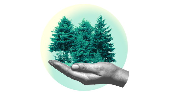 En mänsklig hand håller en liten tät skog med vintergröna träd, vilket symboliserar vård och skydd av skogar.