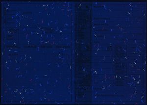 CHE-GO-01005 - 
<Recto &ndash; identit&agrave;> - Elemento UV
