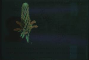 CIV-AO-02001 - 
<Strana s osobn&iacute;mi &uacute;daji> - Jištěn&iacute; v UV světle