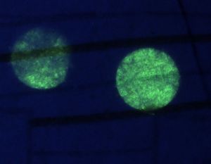 CYP-HO-01001 - 
<Recto - identit&agrave;> - Element UV