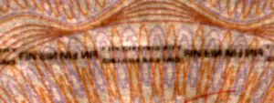 FIN-JO-02002 - 
<Innenseite(n)> - Bedruckstoff