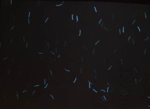 FRA-HP-01001 - 
<Zadn&iacute; strana > - Jištěn&iacute; v UV světle