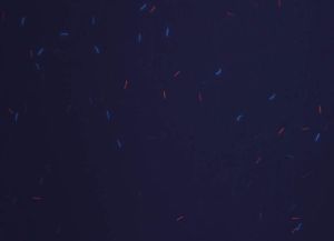 FRA-HP-01002 - 
<Verso> - Element UV