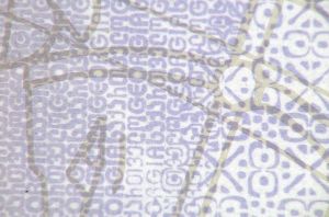 GEO-AD-02003 - 
<Pagina dei dati anagrafici> - Tecnica di stampa