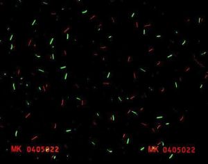 MKD-FO-02001 - 
<Zadn&iacute; strana > - Jištěn&iacute; v UV světle