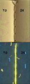 Image 247763 of Binding